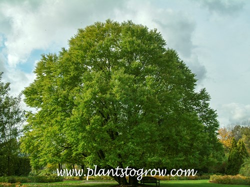 Kastura Tree (Cercidiphyllum japonicum)